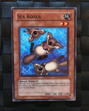 Sea Koala
