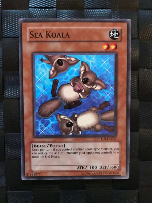 Sea Koala