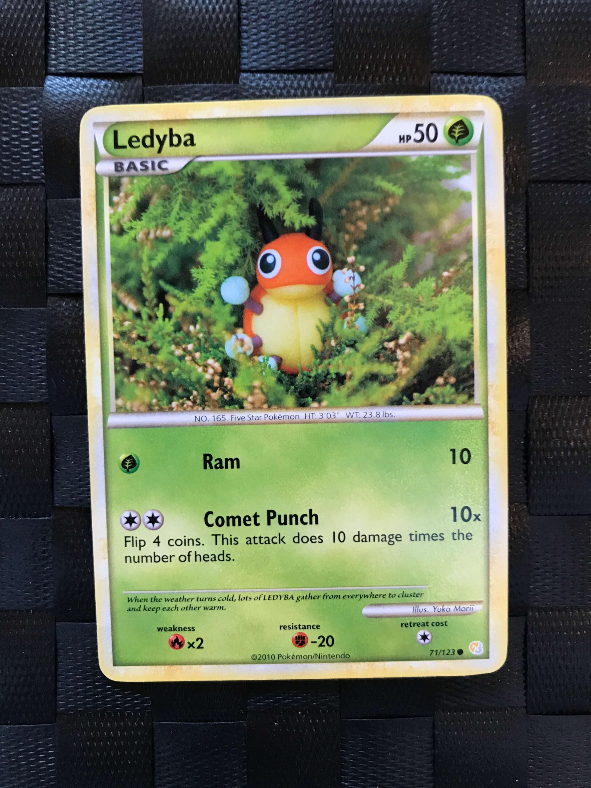 Ledyba Ledyba