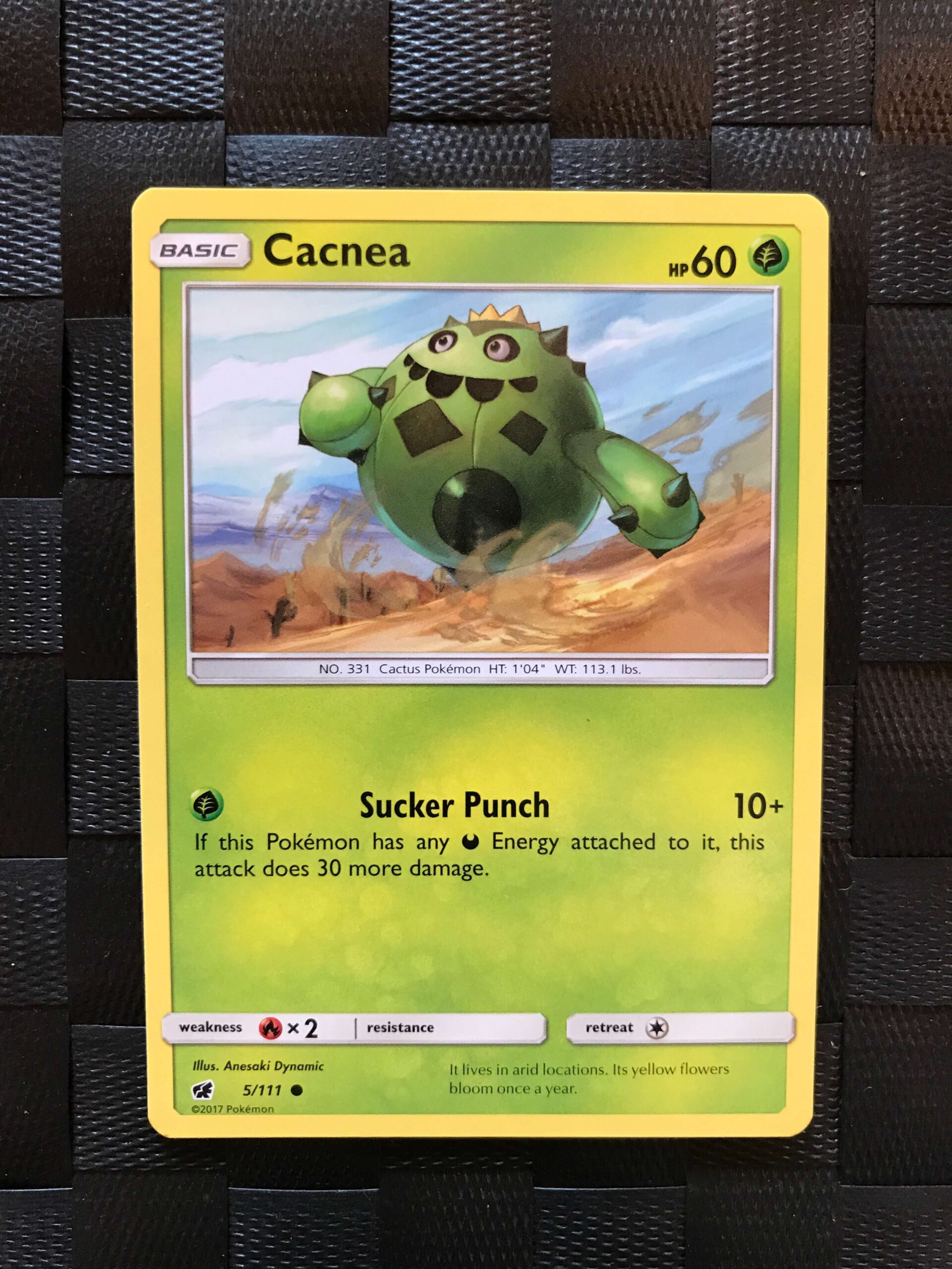 Cacnea Cacnea